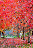 USA, Washington State, Sammamish Herbstfarben auf roten Ahornbäumen säumen Lane