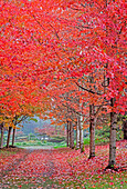 USA, Washington State, Sammamish fall colors on red maple trees lining lane