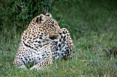 Africa, Kenya, Maasai Mara National Reserve. Close-up of resting leopard