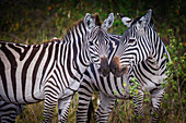 Kenya, Maasai Mara, Zebras Putting Their Heads Together