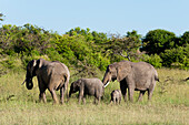 Afrikanischer Elefant (Loxodonta Africana), Masai Mara, Kenia