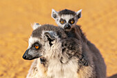 Afrika, Madagaskar, Anosy, Berenty Reserve. Katta, Lemur catta. Porträt einer Frau und eines Babys.