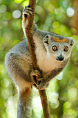 Afrika, Madagaskar, Lake Ampitabe, Akanin'ny Nofy Reserve. Weiblicher Kronenmaki hat einen grauen Kopf und Körper mit einer rötlichen Krone.