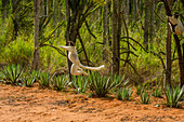 Madagaskar, Berenty, Berenty-Reservat. Der Sifaka von Verreaux springt von seinem Platz in einem Baum auf die Straße hinunter.