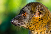 Madagascar, Andasibe, Vakona Lodge, Lemur Island. Common brown lemur.