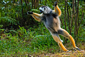 Madagaskar, Andasibe, Vakona Lodge, Lemureninsel. Diademsifaka (Propithecus diadema) springt über den Boden, weil Sifakas nicht laufen können.