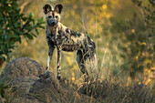 Südafrika, Sabi Sabi Private Reserve. Wilder Hund bei Sonnenaufgang.