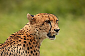 Gepard (Acinonyx jubatus), Krüger Nationalpark, Südafrika