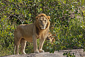 Erwachsene männliche Löwen auf Felsvorsprung, Serengeti Nationalpark, Tansania, Afrika