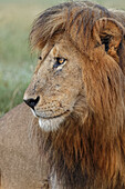 Erwachsener Löwe mit schwarzen Mähnen, Serengeti-Nationalpark, Tansania, Leo