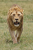 Erwachsener männlicher Löwe, Serengeti Nationalpark, Tansania, Afrika