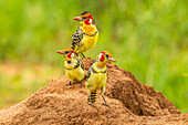 Africa, Tanzania, Tarangire National Park. Red-and-yellow barbets on dirt mound