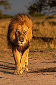 Africa, Tanzania, Serengeti National Park. Male lion close-up