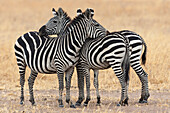 Afrika, Tansania. Zwei Zebras stehen zusammen nahe bei einem dritten.