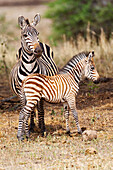Africa, Tanzania. A very young zebra foal stands with its mother.