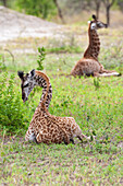 Africa, Tanzania. Two young giraffe sit together.