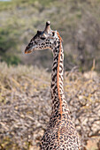 Africa, Giraffe