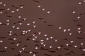 Afrika, Tansania, Luftaufnahme einer Herde von größeren und kleineren Flamingos, die über dem Salzwasser des Lake Natron fliegen