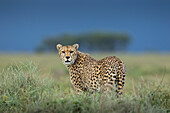 Tansania, Ngorongoro Conservation Area, erwachsener Gepard (Acinonyx jubatas) zu Fuß durch Gras mit bedrohlichen Gewitterwolken in der Ferne auf Ndutu Plains