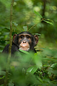 Afrika, Uganda, Kibale-Nationalpark, Ngogo-Schimpansenprojekt. Junger erwachsener männlicher Schimpanse, 'Wes'