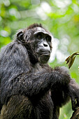 Afrika, Uganda, Kibale-Nationalpark, Ngogo-Schimpansenprojekt. Ein wilder, männlicher Schimpanse, 'Dexter'