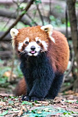 Asien, China, Provinz Sichuan, Cheng Du, Roter Panda