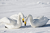 Asia, Japan, Hokkaido, Lake Kussharo, whooper swan, Cygnus cygnus. Two whooper swans celebrate loudly after landing.