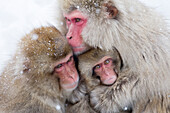 Asien, Japan, Nagano, Jigokudani Yaen Koen, Snow Monkey Park, Japanmakaken, Macaca fuscata. Eine japanische Makakenmutter kuschelt sich mit ihren beiden Nachkommen zusammen, um sich warm zu halten.