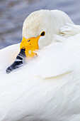 Asien, Japan, Hokkaido, Lake Kussharo, Singschwan, Cygnus cygnus. Porträt eines Singschwans mit seinem gelb-schwarzen Schnabel, der sich von seinen weißen Federn abhebt.