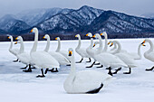 Asien, Japan, Hokkaido, Lake Kussharo, Singschwan, Cygnus cygnus. Eine Gruppe Singschwäne steht auf dem Eis mit den Bergen im Hintergrund.