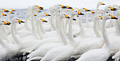 Asia, Japan, Hokkaido, Lake Kussharo, whooper swan, Cygnus cygnus. Whooper swans congregate awaiting the grain they will be fed.