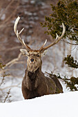 Asia, Japan, Hokkaido, Rausu, sika deer, Cervus Nippon. Portrait of a sika stag.