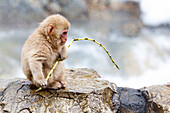 Asien, Japan, Nagano, Jigokudani Yaen Koen, Snow Monkey Park, Japanmakaken, Macaca fuscata. Ein Baby-Schneeaffe trägt ein bisschen Bambus am Rand des heißen Pools.