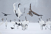 Asia, Japan, Hokkaido, Kushiro, Akan International Crane Center, red-crowned crane, Grus japonensis, white-tailed eagle, Haliaeetus albicilla. An immature white-tailed eagle attempts to land among a group of agitated red-crowned cranes.