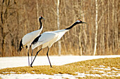 Asia, Japan, Hokkaido, Kushiro, Akan International Crane Center, red-crowned crane, Grus japonensis. An adult red-crowned crane prepares to take flight.