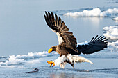 Asien, Japan, Hokkaido, Rausu, Stellers Seeadler, Haliaeetus pelagicus. Ein Steller-Seeadler stürzt mit ausgestreckten Krallen herab, um einen Fisch auf dem Eis zu erwischen.