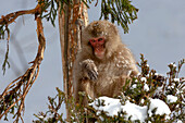 Asien, Japan, Nagano, Jigokudani Yaen Koen, Snow Monkey Park, Japanmakaken, Macaca fuscata. Ein erwachsener japanischer Schneeaffe sitzt in einer Zeder.