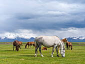 Pferde auf ihrer Sommerweide. Alaj-Tal vor der Trans-Alay-Bergkette im Pamir-Gebirge. Zentralasien, Kirgistan