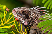 Grüner Leguan (Iguana iguana), St. Thomas, Amerikanische Jungferninseln.