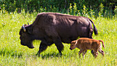 Canada, Alberta. A female Bison leads her calf along the sunny grass on the Alaska Highway.
