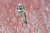 Canada, British Columbia. Northern hawk owl perched on blueberry bush.