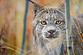 Canada, Yukon, Whitehorse, captive Canada lynx portrait.