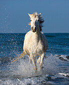 Europe, France, Provence, Camargue. Horse running through shore surf.