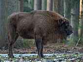 Wisent oder europäischer Bison (Bison bonasus, Bos bonasus) im Winter. Nationalpark Bayerischer Wald. Deutschland, Bayern