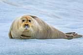 Norway, Svalbard, Spitsbergen. 14th July Glacier, young bearded seal hauled out on an iceberg.