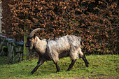 Scotland. Dutch landrace goat walking.