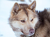 Schlittenhund im Winter in Uummannaq in Grönland. Hundegespanne sind immer noch Zugtiere für die Fischer der Dörfer. Grönland, Dänemark.