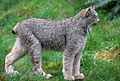 Kanadischer Luchs (Lynx canadensis), beheimatet in Wildnisgebieten im Norden Nordamerikas
