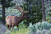 Rocky Mountain Bull Elk, Spring Velvet Antlers