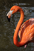 Amerikanischer Flamingo